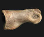 カナダ・アルバータ州産の小型獣脚類、ラプトルの足指の化石