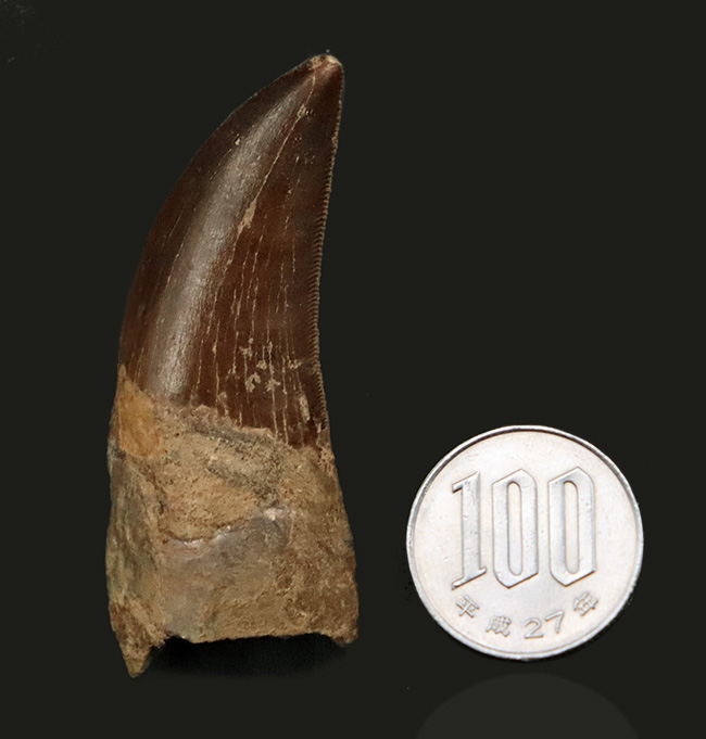 滅多に見られない上質歯！コレクショングレード！約１億年前の北アフリカの頂点捕食者、カルカロドントサウルス（Carcharodontosaurus）の歯化石（その12）