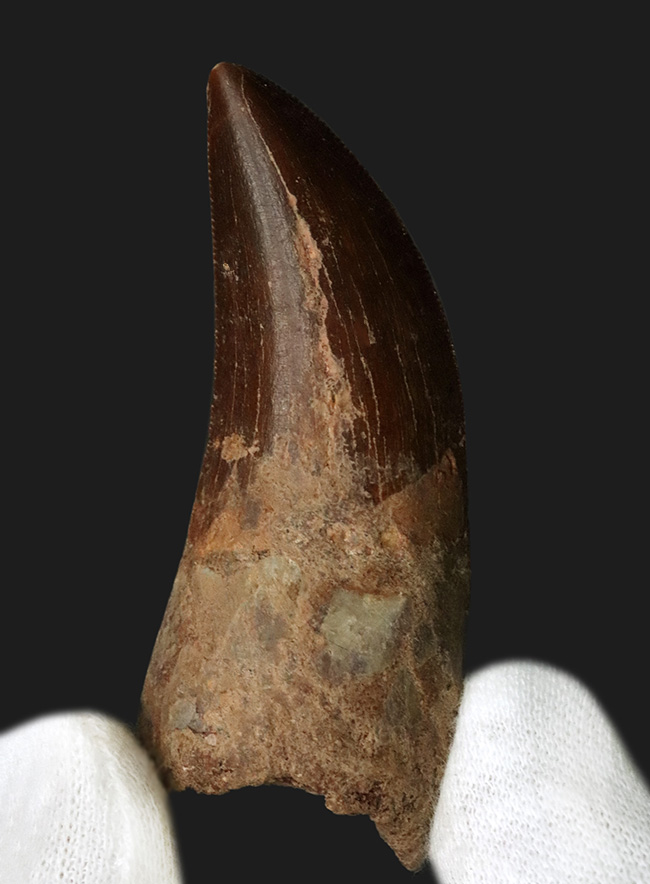 滅多に見られない上質歯！コレクショングレード！約１億年前の北アフリカの頂点捕食者、カルカロドントサウルス（Carcharodontosaurus）の歯化石（その2）