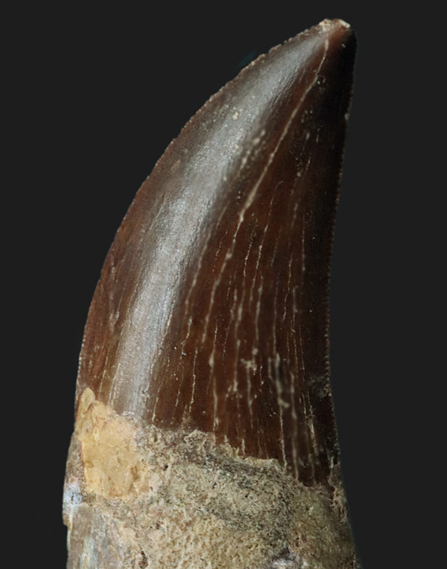 滅多に見られない上質歯！コレクショングレード！約１億年前の北アフリカの頂点捕食者、カルカロドントサウルス（Carcharodontosaurus）の歯化石（その5）