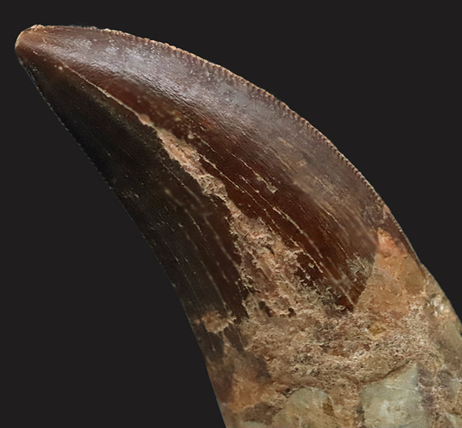 滅多に見られない上質歯！コレクショングレード！約１億年前の北アフリカの頂点捕食者、カルカロドントサウルス（Carcharodontosaurus）の歯化石（その6）