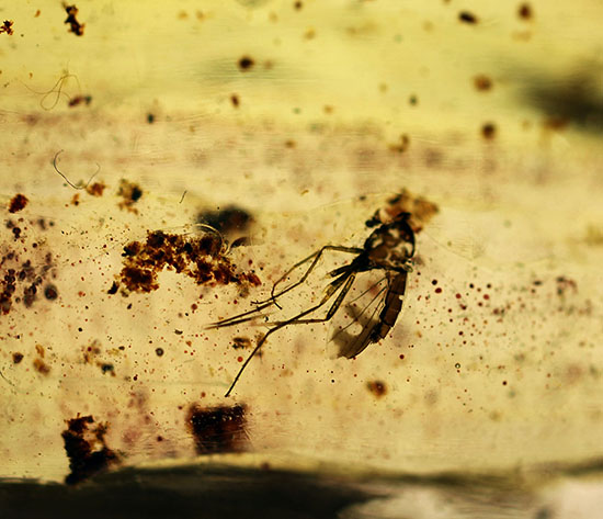 頭が赤色の珍しい甲虫や、クモを含むマダガスカル産虫入りコーパル(Copal)(その10)