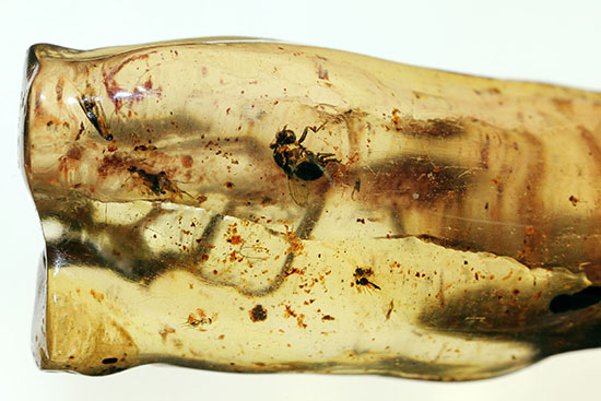 頭が赤色の珍しい甲虫や、クモを含むマダガスカル産虫入りコーパル(Copal)(その11)