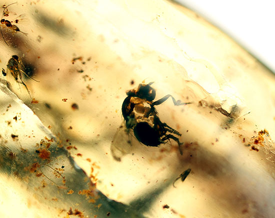 頭が赤色の珍しい甲虫や、クモを含むマダガスカル産虫入りコーパル(Copal)(その16)