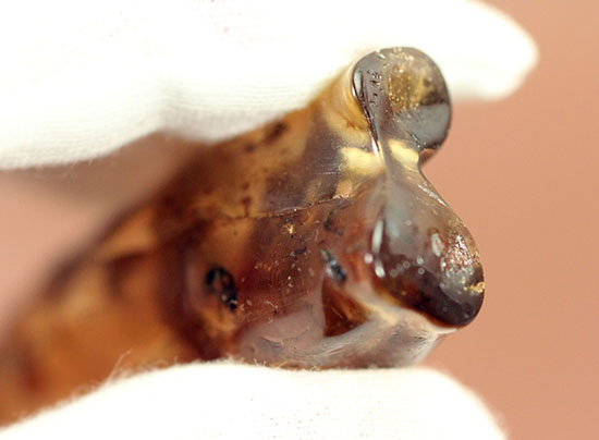 頭が赤色の珍しい甲虫や、クモを含むマダガスカル産虫入りコーパル(Copal)(その17)