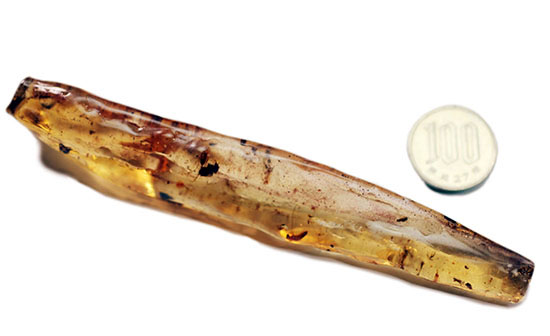 頭が赤色の珍しい甲虫や、クモを含むマダガスカル産虫入りコーパル(Copal)(その19)