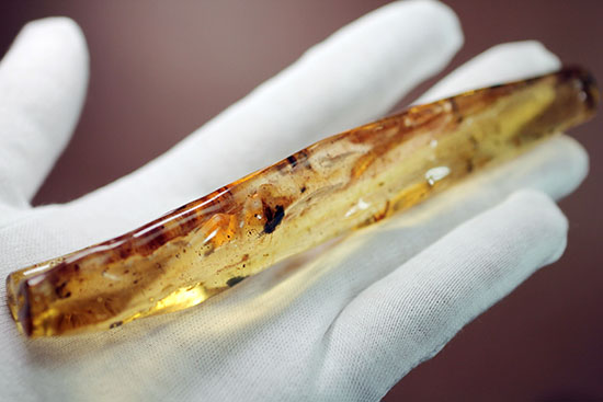 頭が赤色の珍しい甲虫や、クモを含むマダガスカル産虫入りコーパル(Copal)(その2)