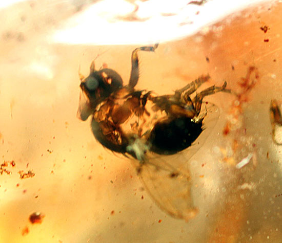 頭が赤色の珍しい甲虫や、クモを含むマダガスカル産虫入りコーパル(Copal)(その4)