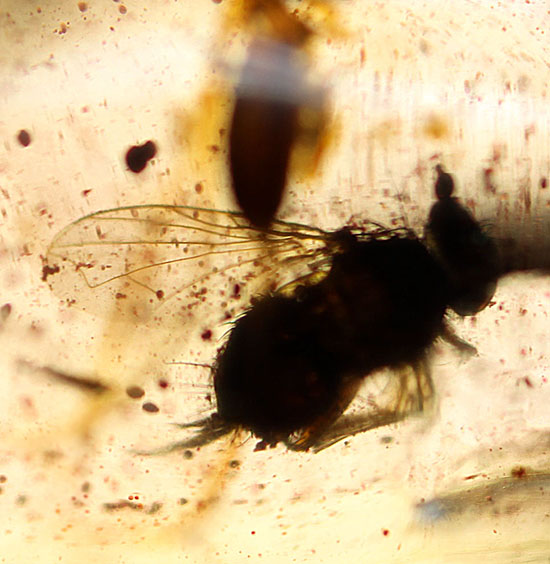 頭が赤色の珍しい甲虫や、クモを含むマダガスカル産虫入りコーパル(Copal)(その5)