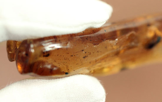 頭が赤色の珍しい甲虫や、クモを含むマダガスカル産虫入りコーパル(Copal)(その6)