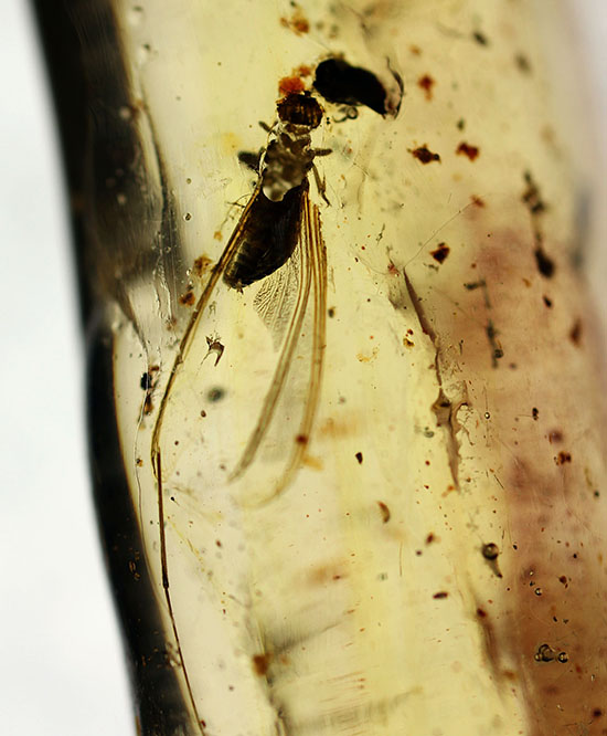 頭が赤色の珍しい甲虫や、クモを含むマダガスカル産虫入りコーパル(Copal)(その9)