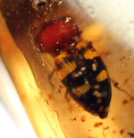 頭が赤色の珍しい甲虫や、クモを含むマダガスカル産虫入りコーパル(Copal)