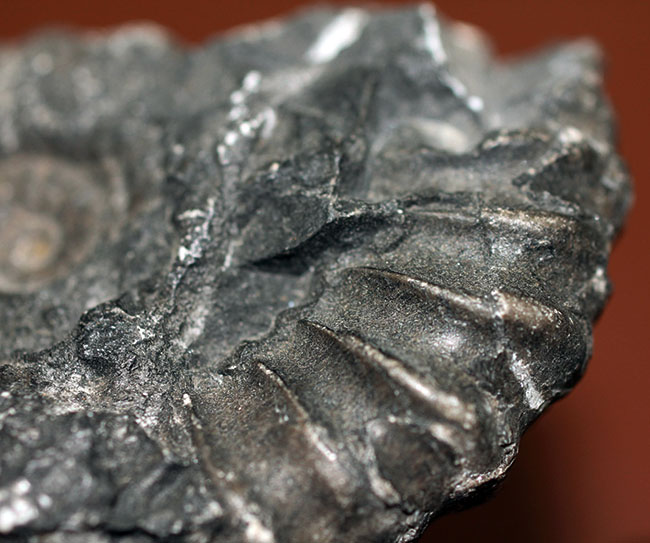 珍しいオールドコレクション！アンデス山中4200メートルの地点で