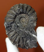 アンモナイト ペルー産 超特大サイズ 巨大 コリグノニセラス科 希少