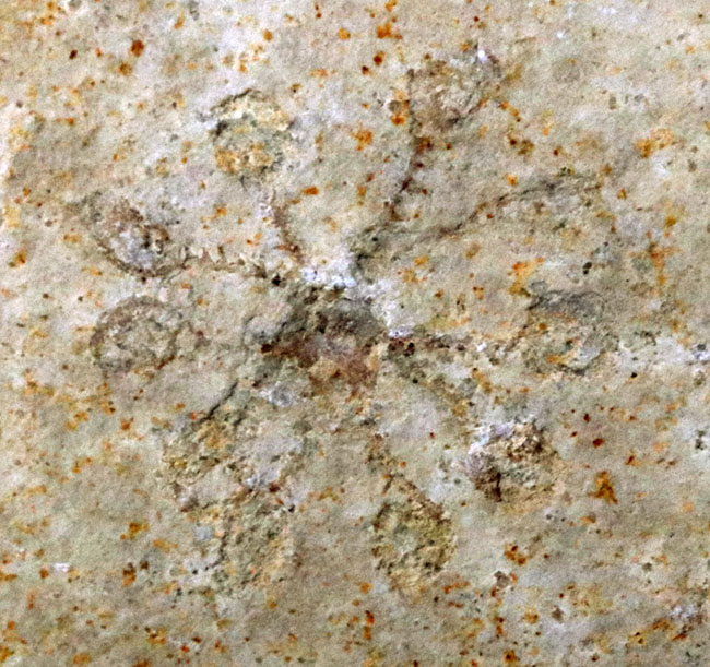 現世のどの生物にも似ていないザ・不思議生物、サッココーマ（Saccocoma pectinata）の上質化石（その3）