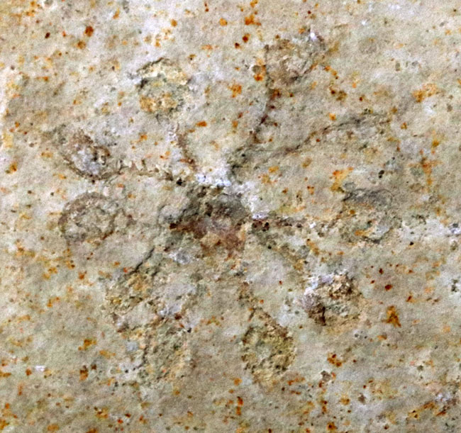 現世のどの生物にも似ていないザ・不思議生物、サッココーマ(Saccocoma pectinata)の上質化石(その3)