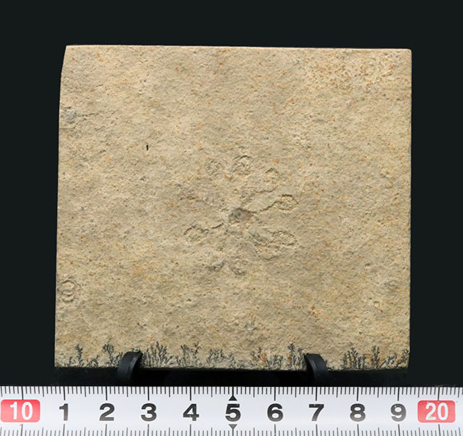 現世のどの生物にも似ていないザ・不思議生物、サッココーマ（Saccocoma pectinata）の上質化石（その6）