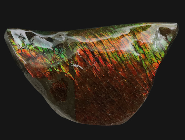 カナダ・アルバータ州が生んだ生物起源の宝石、アンモライト（Ammolite）の美しきピース（その1）