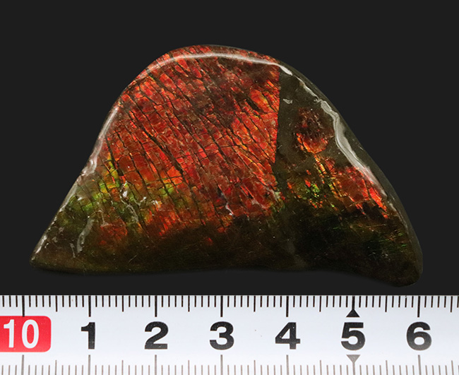 カナダ・アルバータ州が生んだ生物起源の宝石、アンモライト（Ammolite）の美しきピース（その10）