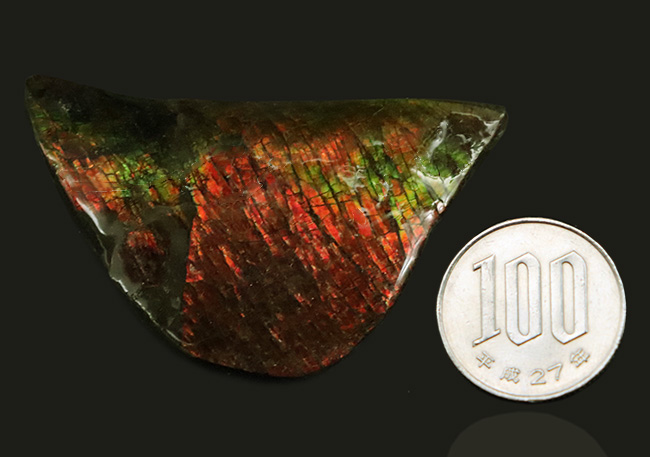 カナダ・アルバータ州が生んだ生物起源の宝石、アンモライト（Ammolite）の美しきピース（その11）