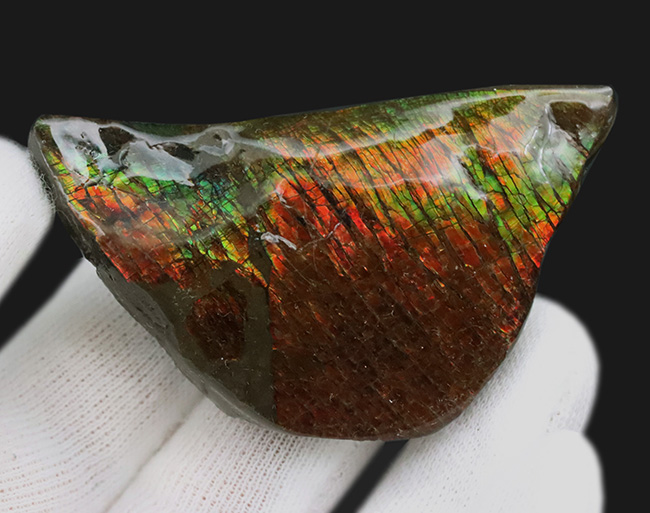 カナダ・アルバータ州が生んだ生物起源の宝石、アンモライト（Ammolite）の美しきピース（その3）