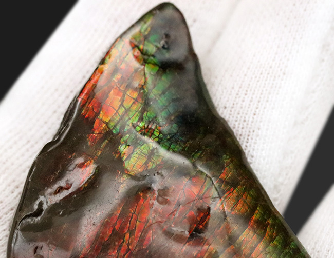 カナダ・アルバータ州が生んだ生物起源の宝石、アンモライト（Ammolite）の美しきピース（その4）