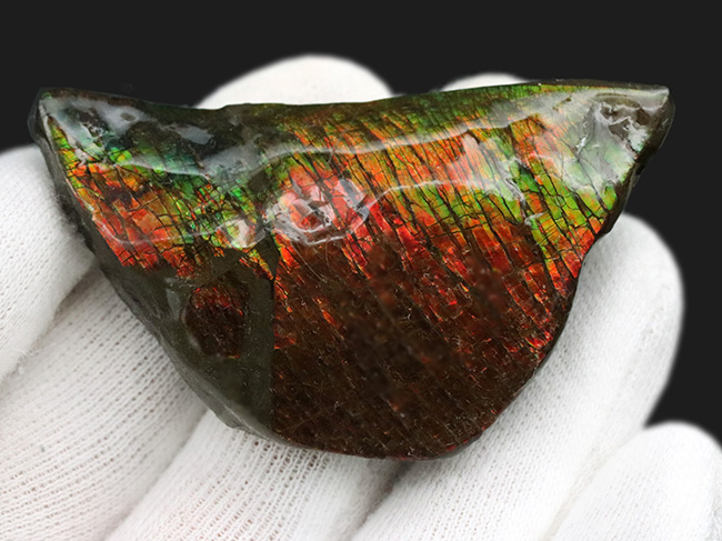 カナダ・アルバータ州が生んだ生物起源の宝石、アンモライト（Ammolite）の美しきピース（その7）