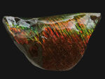 カナダ・アルバータ州が生んだ生物起源の宝石、アンモライト（Ammolite）の美しきピース