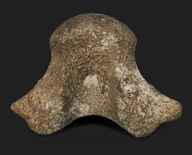 レア！米国テキサス州の白亜紀の地層から採集されたモササウルス（Mosasaurus）の椎骨の化石（その1）
