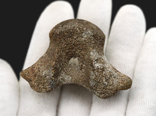 レア！米国テキサス州の白亜紀の地層から採集されたモササウルス（Mosasaurus）の椎骨の化石（その2）