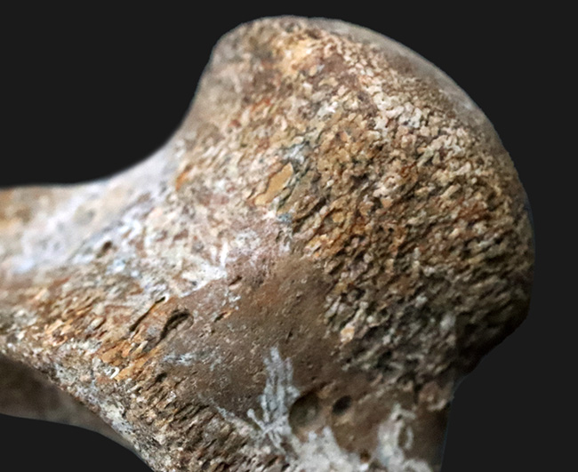 レア！米国テキサス州の白亜紀の地層から採集されたモササウルス（Mosasaurus）の椎骨の化石（その3）