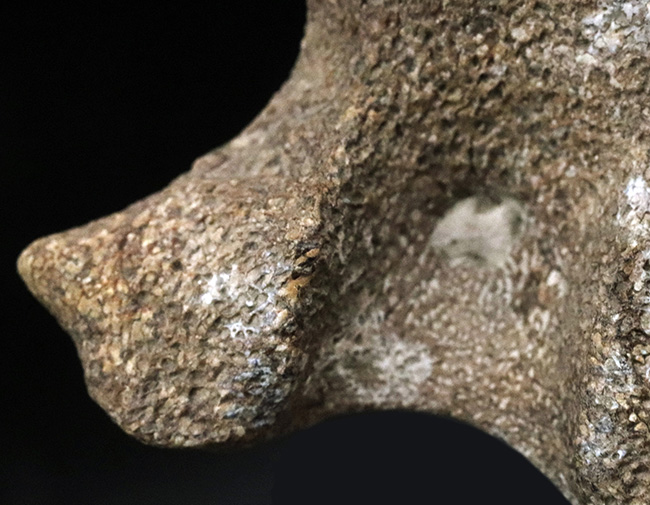 レア！米国テキサス州の白亜紀の地層から採集されたモササウルス（Mosasaurus）の椎骨の化石（その4）