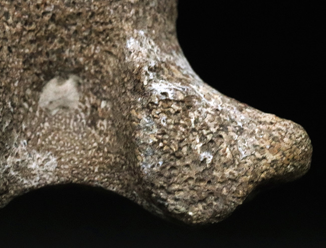 レア！米国テキサス州の白亜紀の地層から採集されたモササウルス（Mosasaurus）の椎骨の化石（その5）