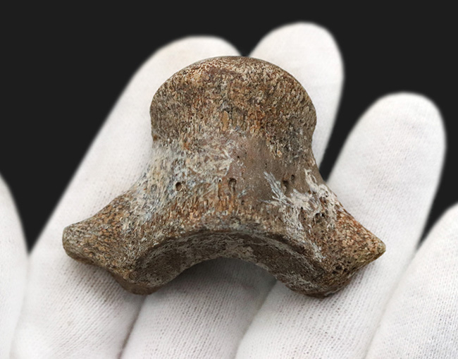レア！米国テキサス州の白亜紀の地層から採集されたモササウルス（Mosasaurus）の椎骨の化石（その6）