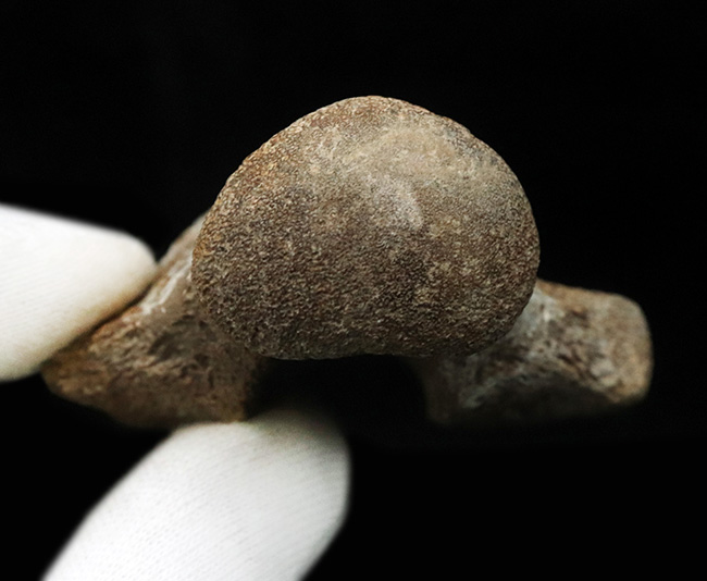 レア！米国テキサス州の白亜紀の地層から採集されたモササウルス（Mosasaurus）の椎骨の化石（その7）