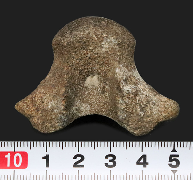 レア！米国テキサス州の白亜紀の地層から採集されたモササウルス（Mosasaurus）の椎骨の化石（その8）