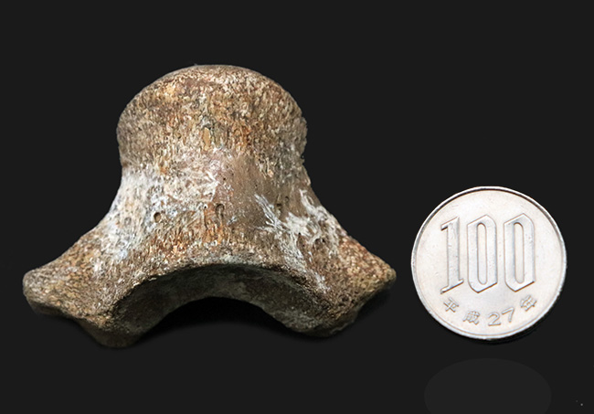 レア！米国テキサス州の白亜紀の地層から採集されたモササウルス（Mosasaurus）の椎骨の化石（その9）