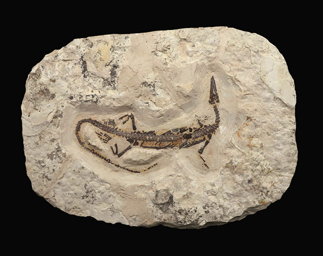 ゴンドワナ大陸特有種の一つ！一期一会のオールドコレクション！極めて希少なブラジル産メソサウルス（Mesosaurus）の全身化石（その1）