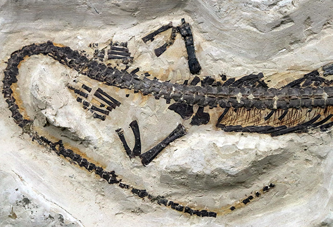 ゴンドワナ大陸特有種の一つ！一期一会のオールドコレクション！極めて希少なブラジル産メソサウルス（Mesosaurus）の全身化石（その10）