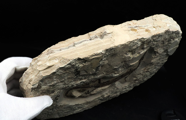 ゴンドワナ大陸特有種の一つ！一期一会のオールドコレクション！極めて希少なブラジル産メソサウルス（Mesosaurus）の全身化石（その12）