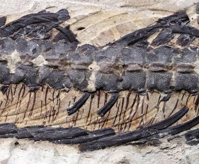 ゴンドワナ大陸特有種の一つ！一期一会のオールドコレクション！極めて希少なブラジル産メソサウルス（Mesosaurus）の全身化石（その14）