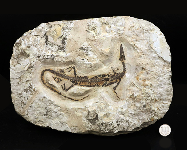 化石 メソサウルス？？