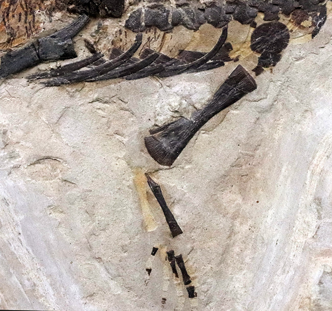 ゴンドワナ大陸特有種の一つ！一期一会のオールドコレクション！極めて希少なブラジル産メソサウルス（Mesosaurus）の全身化石（その5）