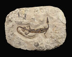 ゴンドワナ大陸特有種の一つ！一期一会のオールドコレクション！極めて希少なブラジル産メソサウルス（Mesosaurus）の全身化石