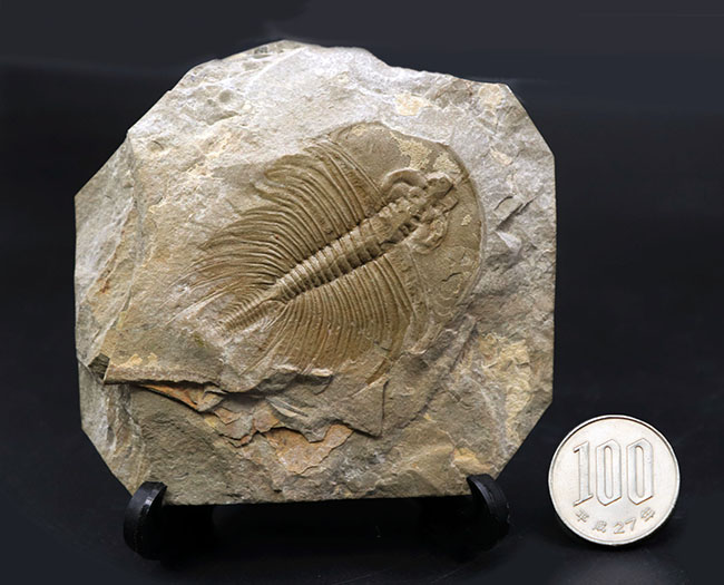 アメリカ・三葉虫】希少種 Olenellus fowleri【化石】No.1 ファッション