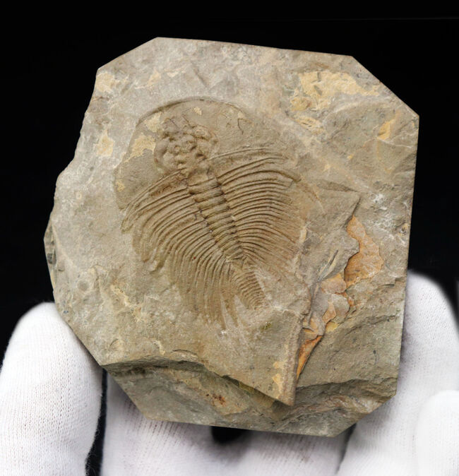 三葉虫の化石 美麗 オレネルス USA産 本物保証 三葉虫の化石 美麗 オレネルス USA産 本物保証 - メルカリ