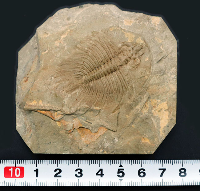 生物史の原点！「最高の」と評しても全く大げさではない、素晴らしい