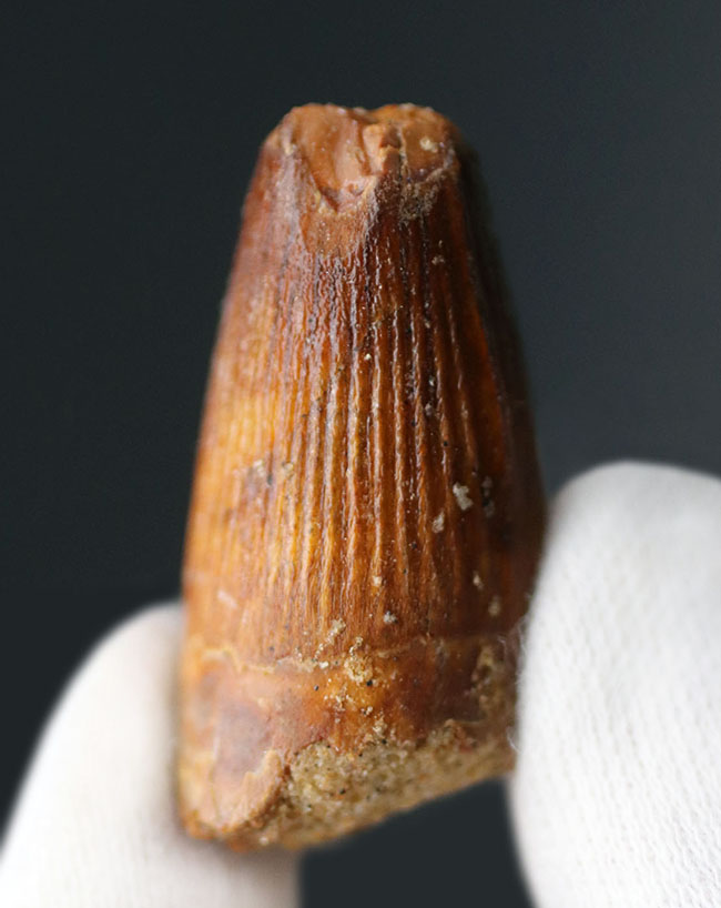 恐竜の歯化石のファースコレクションにいかがでしょうか?スピノサウルス(Spinosaurus)の歯化石(その1)
