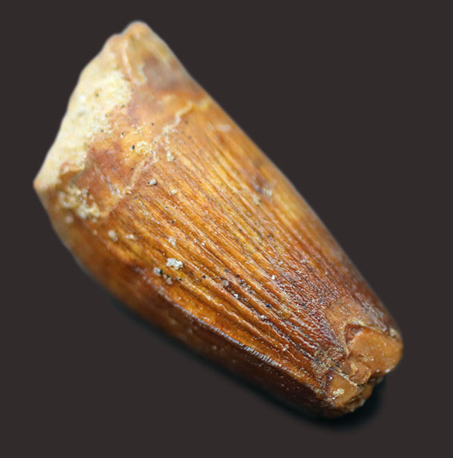 恐竜の歯化石のファースコレクションにいかがでしょうか?スピノサウルス(Spinosaurus)の歯化石(その2)
