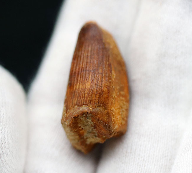 恐竜の歯化石のファースコレクションにいかがでしょうか?スピノサウルス(Spinosaurus)の歯化石(その4)